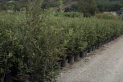 Quercus ilex 